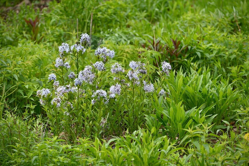 Eastern Bluestar (Amsonia tabernaemontana)