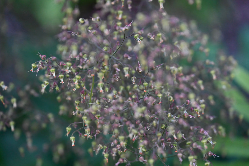 Alum Root (Heuchera americana)