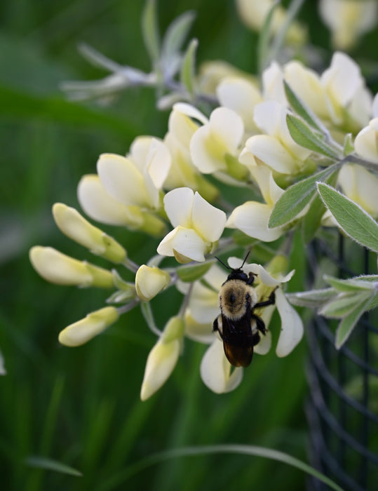 Cream False Indigo (Baptisia bracteata)