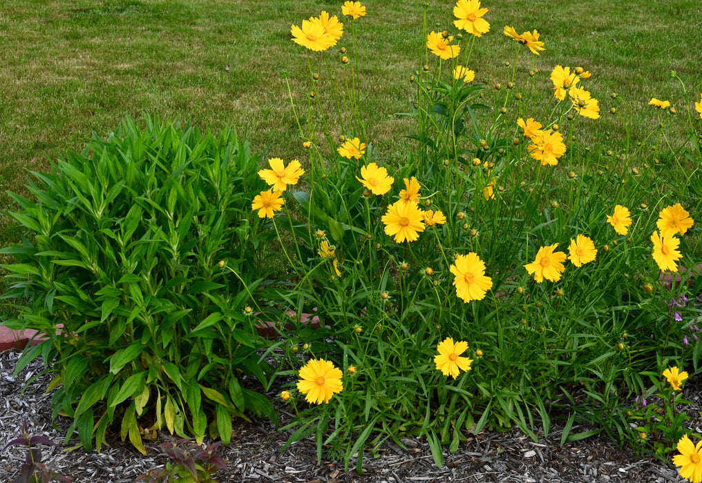 Lance-leaf Coreopsis (Coreopsis lanceolata) 1 GAL