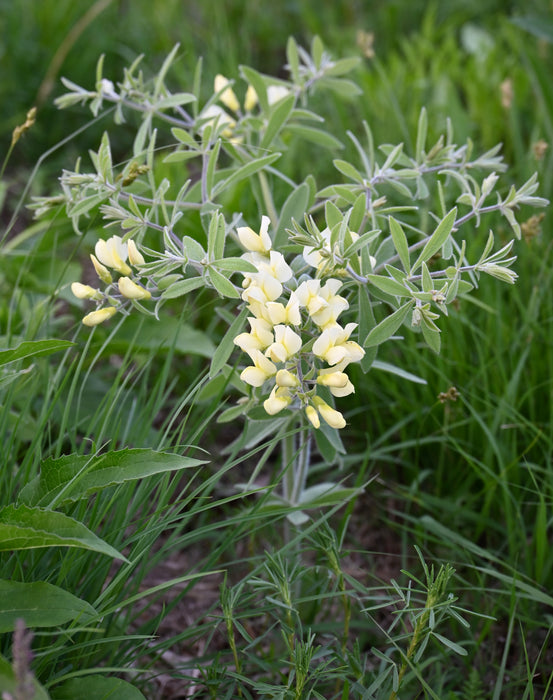 Cream False Indigo (Baptisia bracteata)