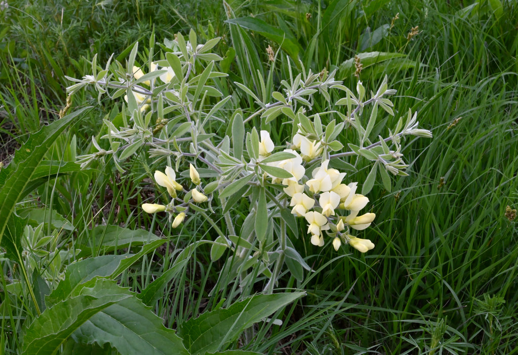 Cream False Indigo (Baptisia bracteata)