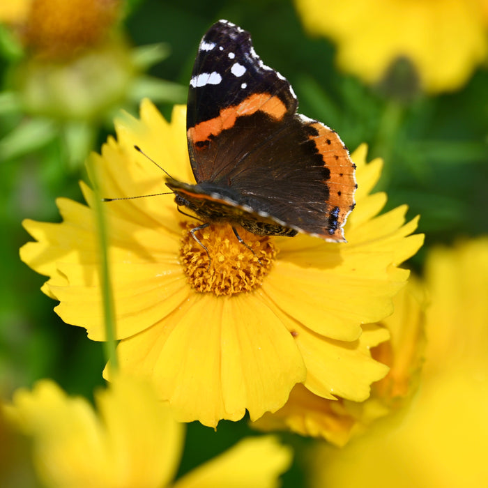 Lance-leaf Coreopsis (Coreopsis lanceolata) 1 GAL