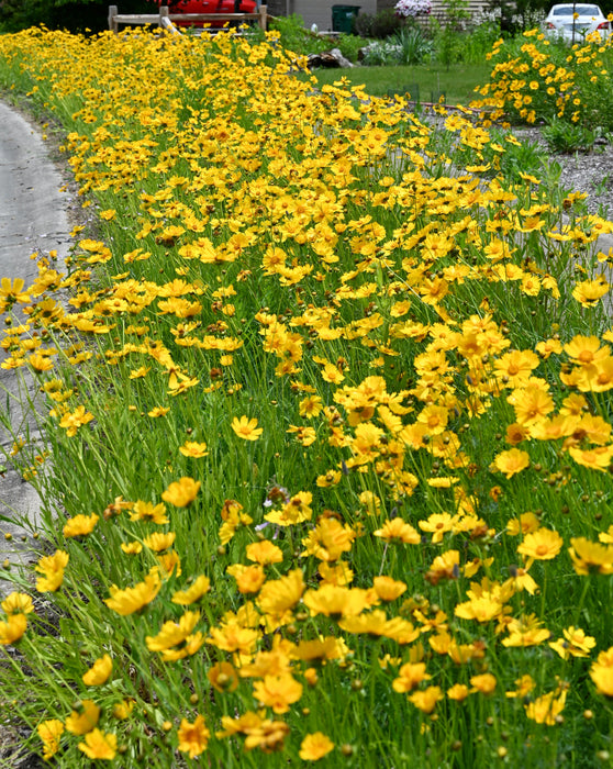 Lance-leaf Coreopsis (Coreopsis lanceolata) 1 GAL