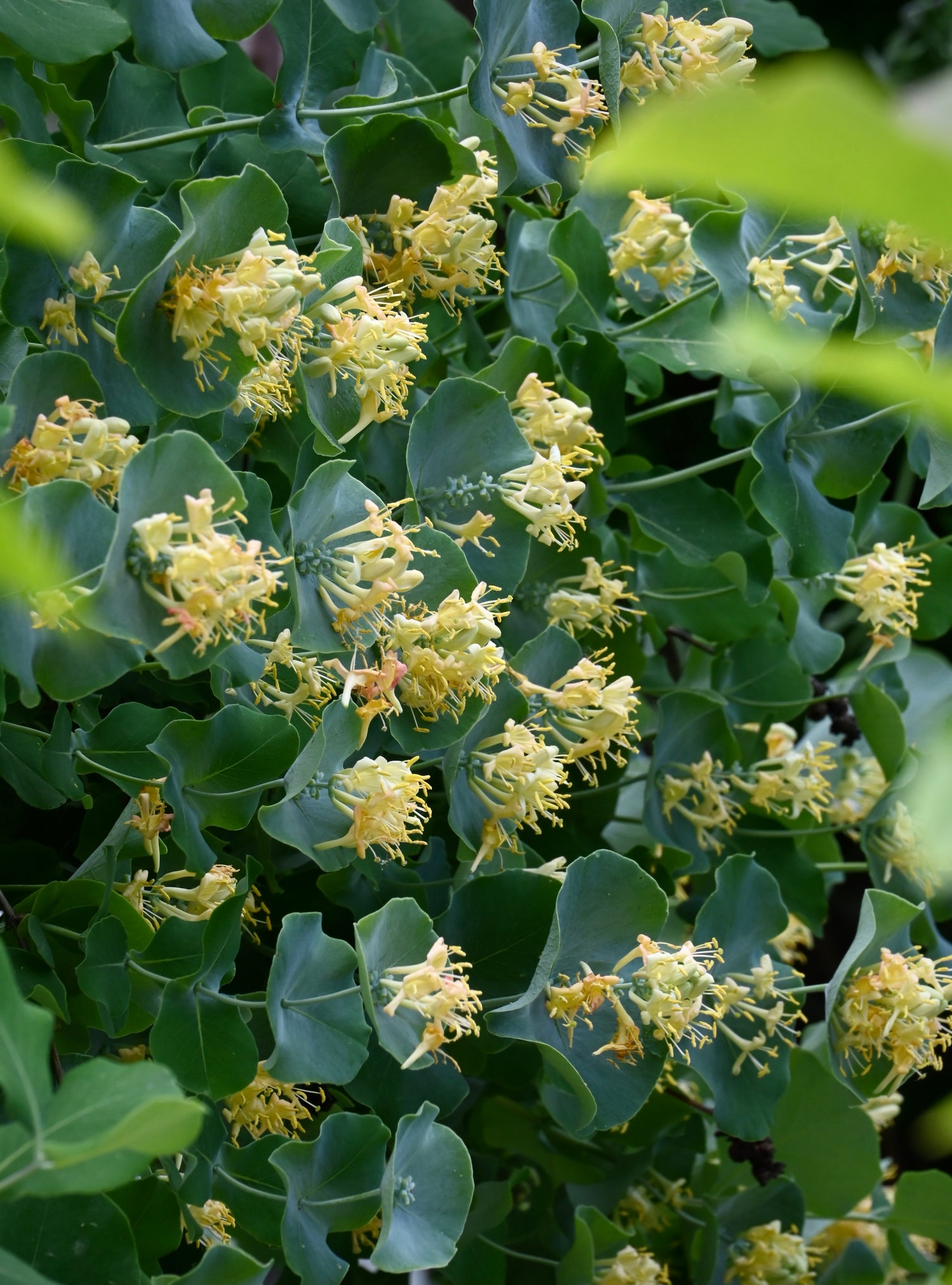 Fall Tree, Shrub, & Vine Sale Preorders Open Now!