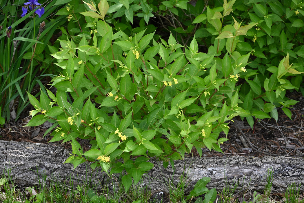Dwarf Bush Honeysuckle (Diervilla lonicera)