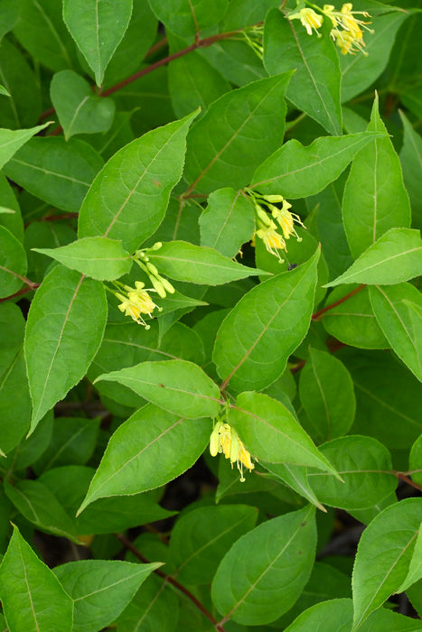 Dwarf Bush Honeysuckle (Diervilla lonicera)