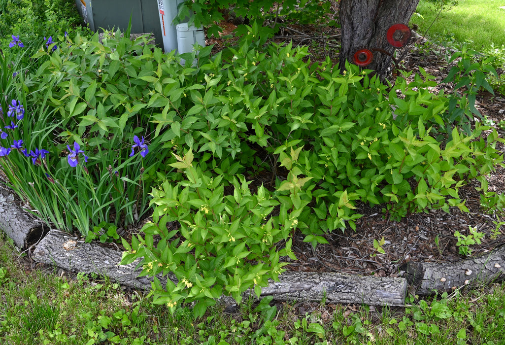 Dwarf Bush Honeysuckle - Small Pot (Diervilla lonicera)