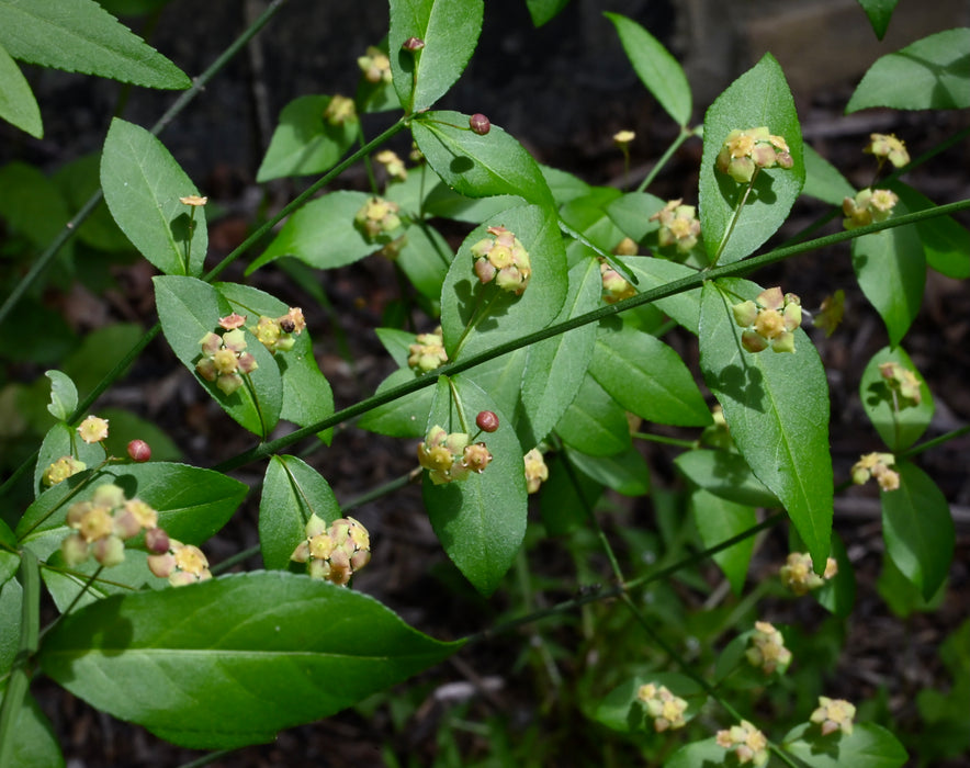 American Strawberry Bush (Euonymus americanus)