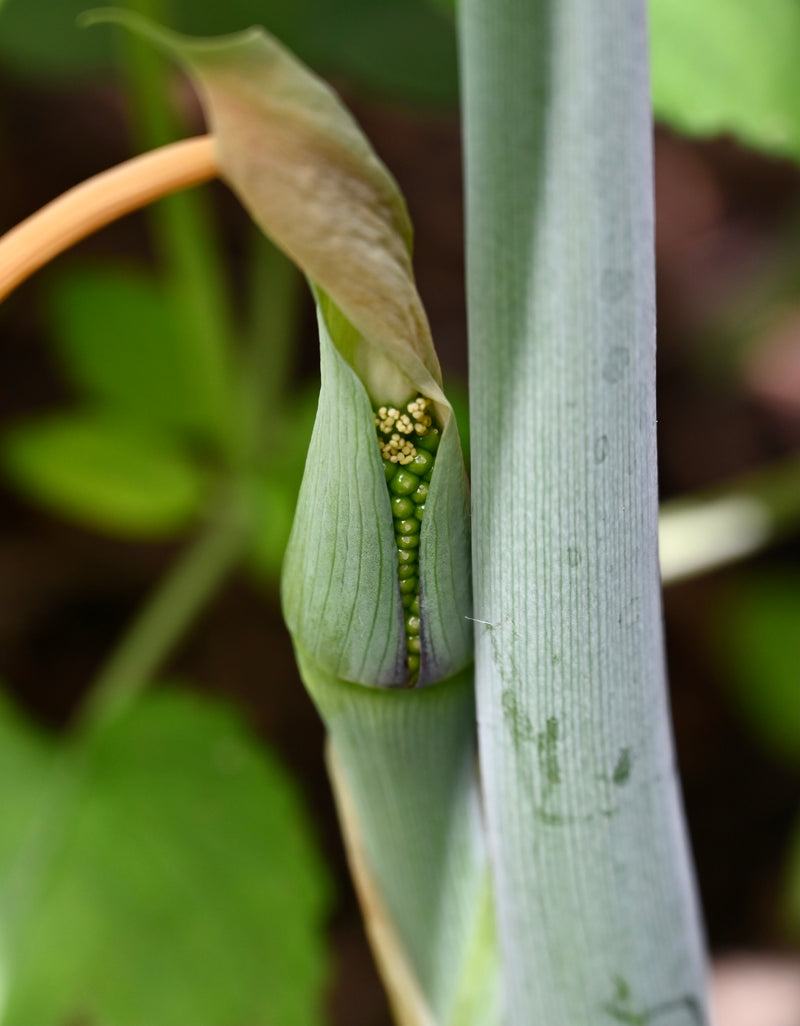 Green Dragon (Arisaema dracontium) BARE ROOT