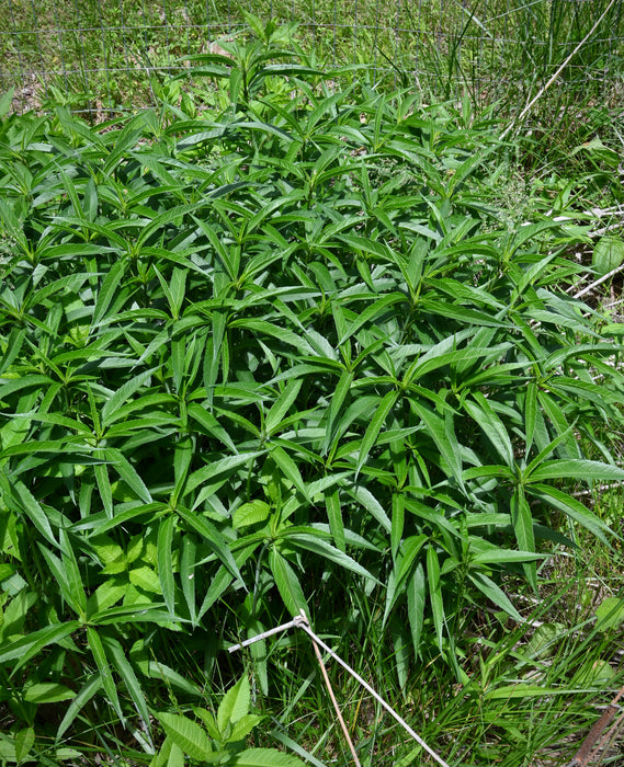 Sawtooth Sunflower (Helianthus grosseserratus) 2x2x3" Pot