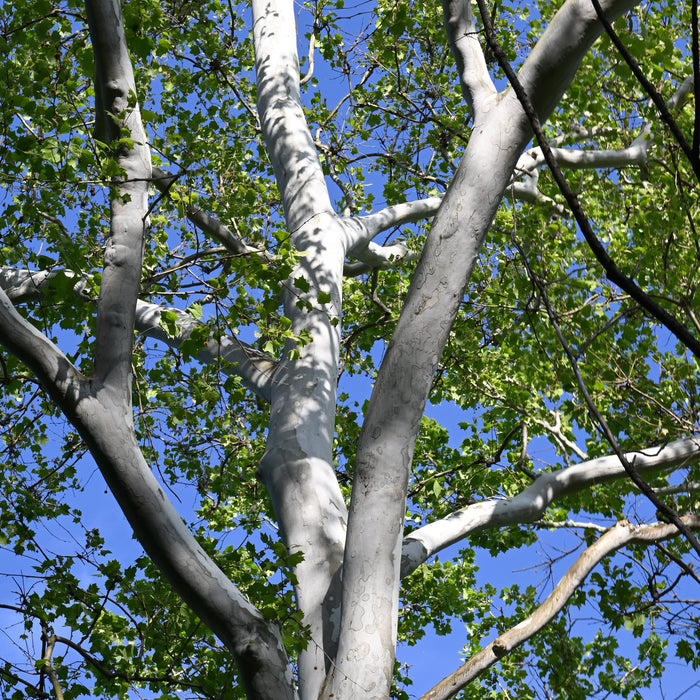 American Sycamore (Platanus occidentalis)