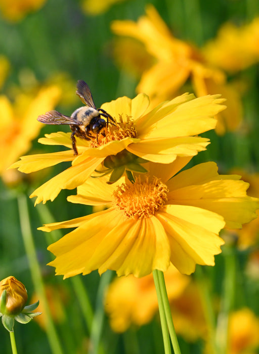 Lance-leaf Coreopsis (Coreopsis lanceolata) 1 GAL