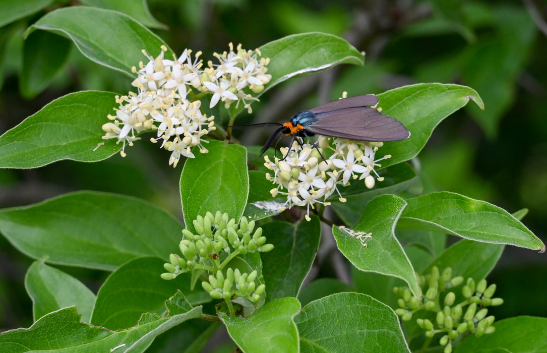 Roughleaf Dogwood (Cornus drummondii)