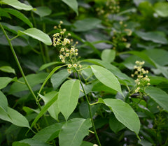 American Bittersweet (Celastrus scandens) 2