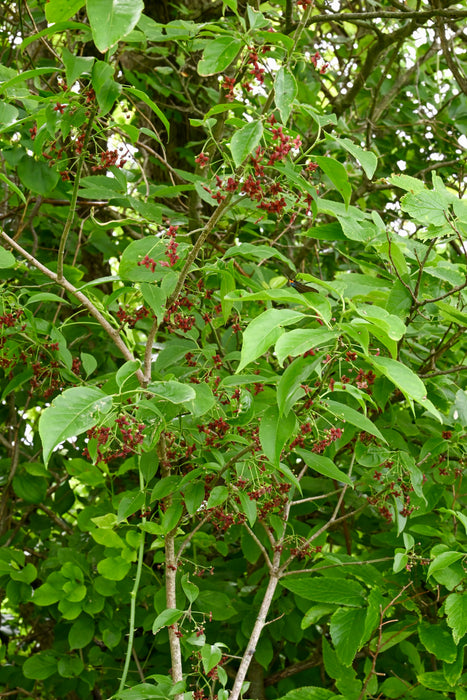 Eastern Wahoo (Euonymus atropurpureus)