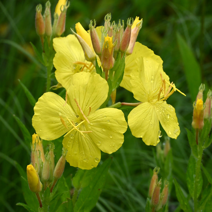Prairie Sundrops (Oenothera pilosella) 2x2x3" Pot