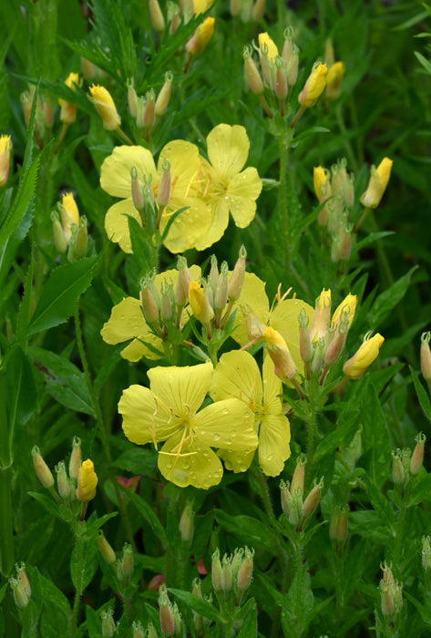 Prairie Sundrops (Oenothera pilosella) 2x2x3" Pot