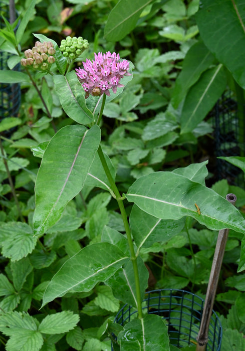 Purple Milkweed (Asclepias purpurascens) 2x2x3" Pot