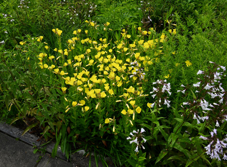 Prairie Sundrops (Oenothera pilosella) 2x2x3" Pot
