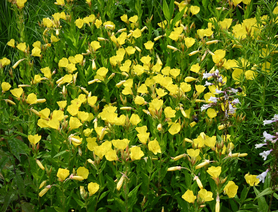 Prairie Sundrops (Oenothera pilosella) 2x2x3" Pot