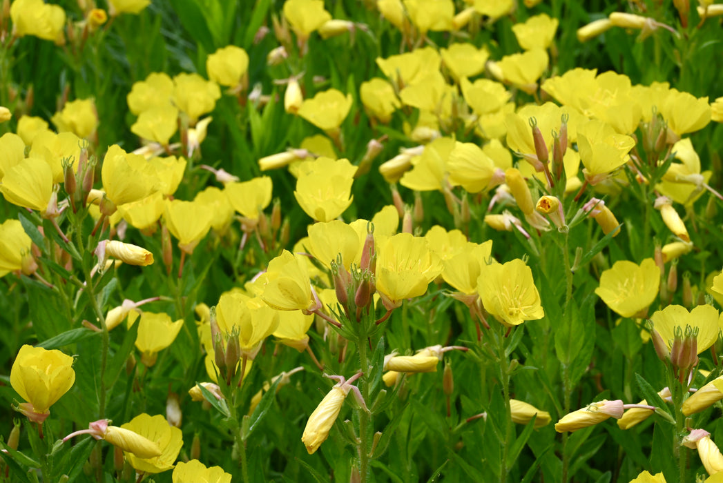 Prairie Sundrops (Oenothera pilosella) 2x2x3" Pot