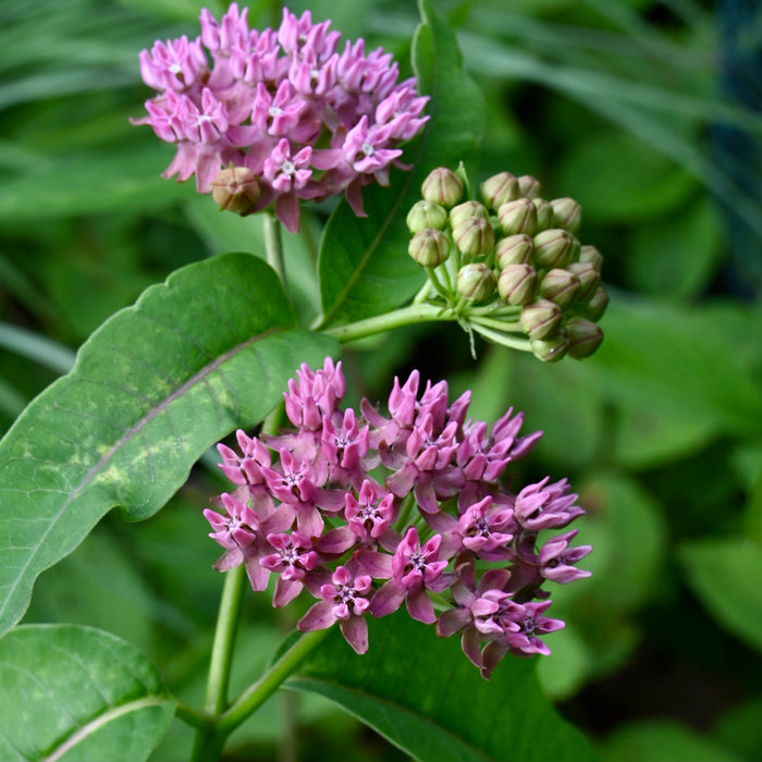 Purple Milkweed (Asclepias purpurascens) 2x2x3" Pot