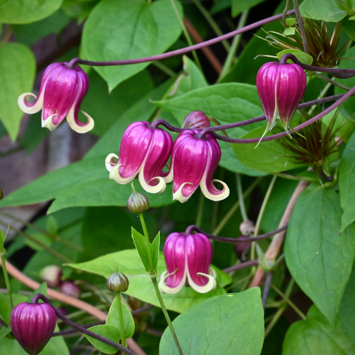 plant clematis in a pot Vasevine Clematis (Clematis viorna) QUART POT — Native Plants Unlimited LLC