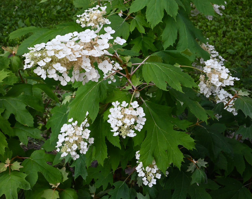 Oakleaf Hydrangea (Hydrangea quercifolia)
