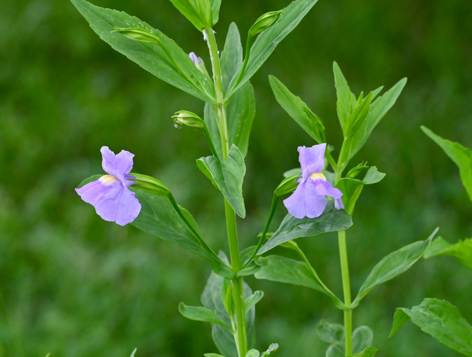 Monkeyflower (Mimulus ringens) 2x2x3" Pot