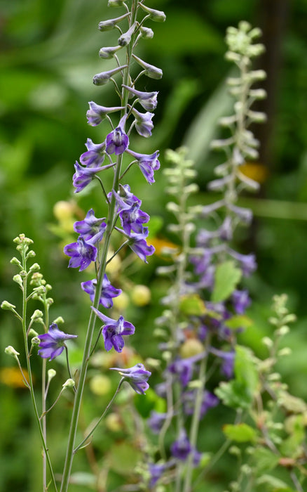 Tall Larkspur (Delphinium exaltatum)