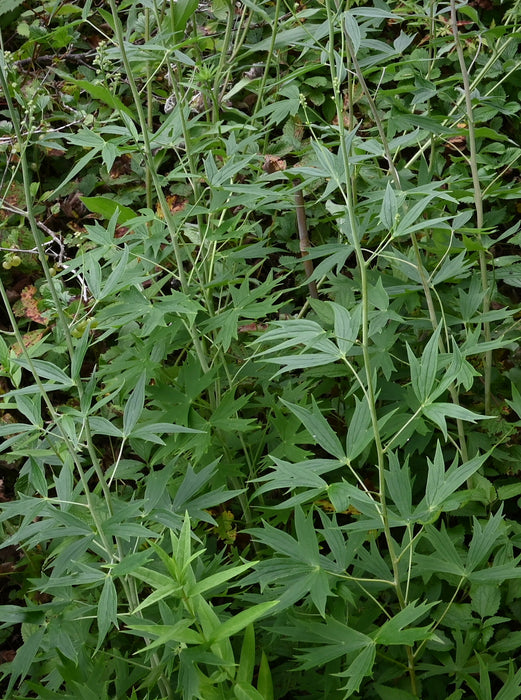 Tall Larkspur (Delphinium exaltatum)