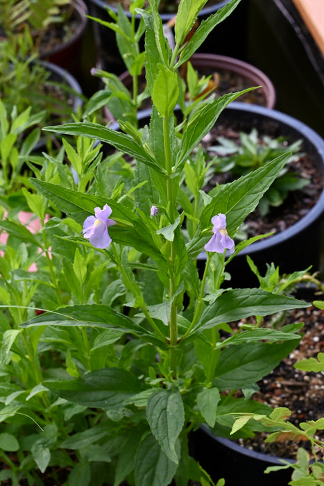 Monkeyflower (Mimulus ringens) 2x2x3" Pot