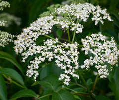 American Elderberry (Sambucus canadensis)