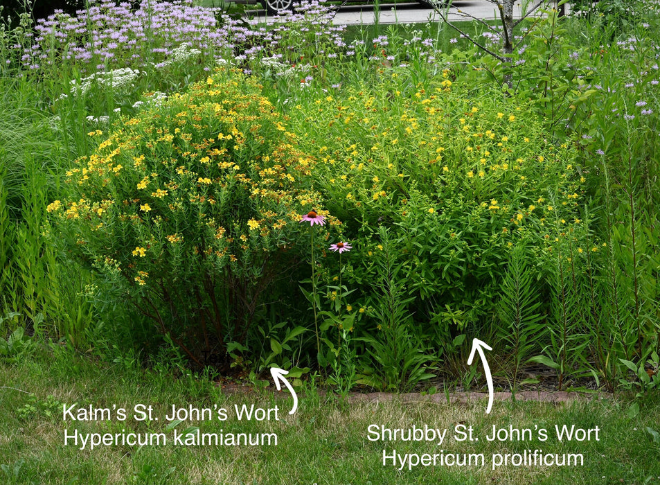 Shrubby St. John’s Wort (Hypericum prolificum)