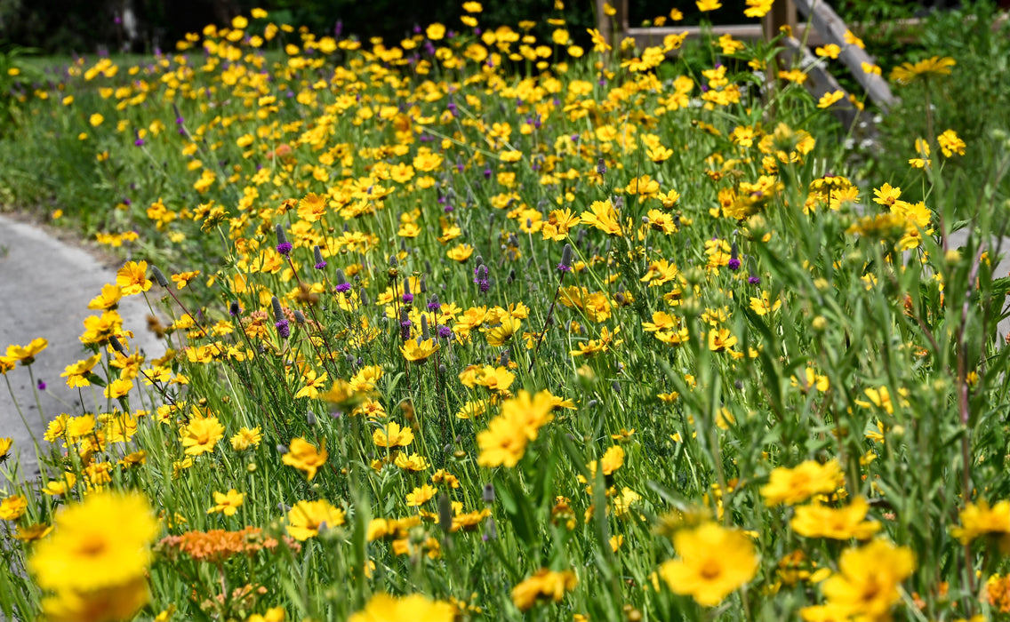 Lance-leaf Coreopsis (Coreopsis lanceolata) 1 GAL