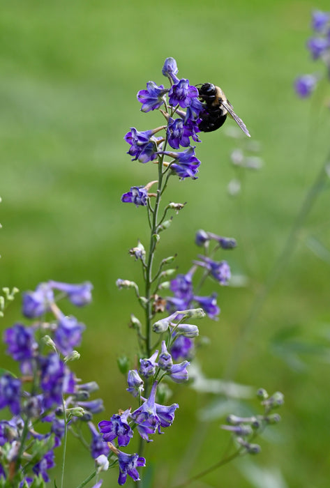 Tall Larkspur (Delphinium exaltatum)