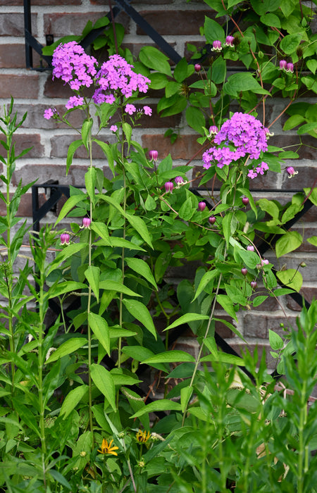 Garden Phlox (Phlox paniculata)