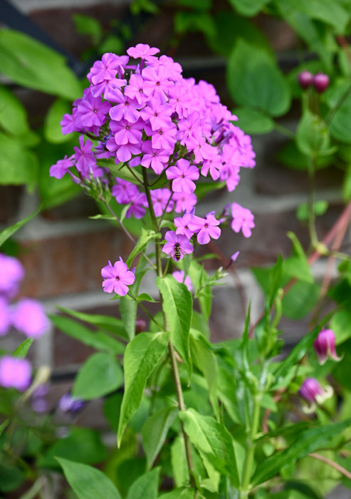 Garden Phlox (Phlox paniculata)
