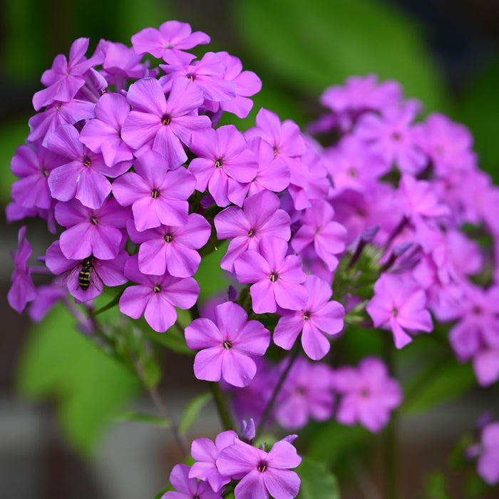 Garden Phlox (Phlox paniculata)