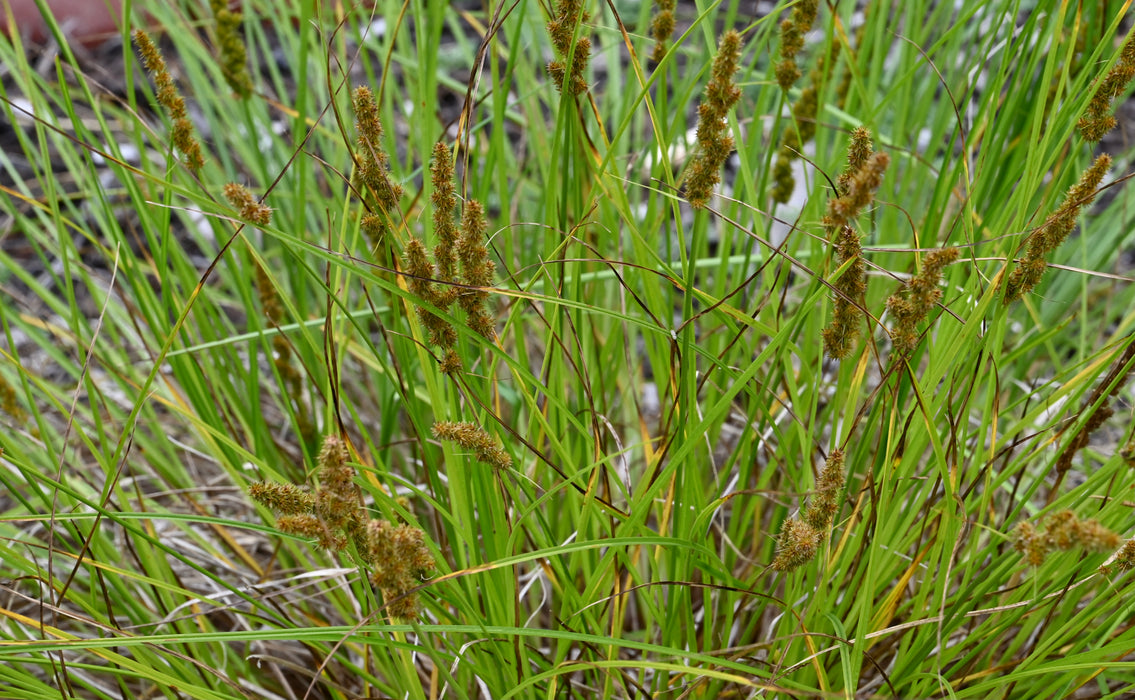 Fox Sedge (Carex vulpinoidea) 2x2x3" Pot