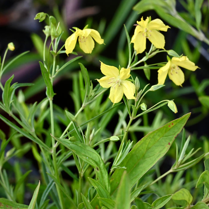 Prairie Loosestrife (Lysimachia quadriflora)