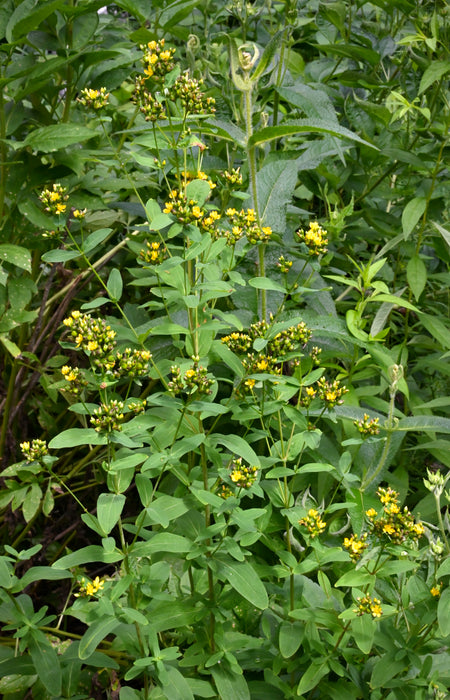 Spotted St. John’s Wort (Hypericum punctatum)