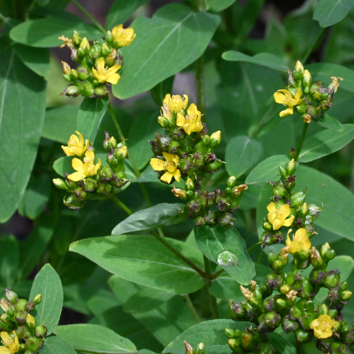 Spotted St. John’s Wort (Hypericum punctatum)