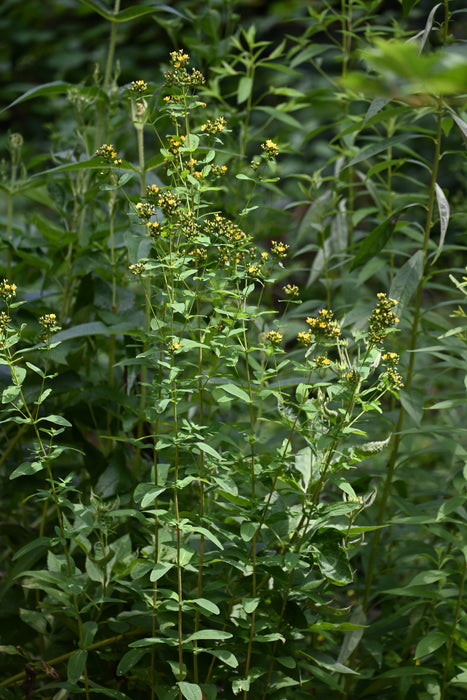 Spotted St. John’s Wort (Hypericum punctatum)