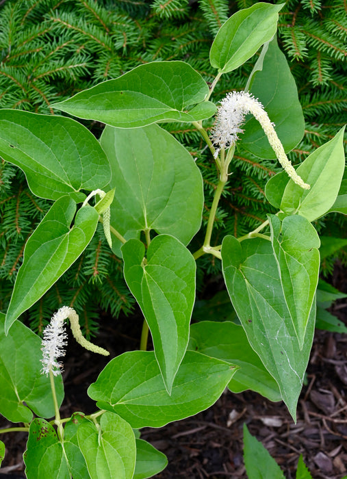 Lizard's Tail (Saururus cernuus) BARE ROOT