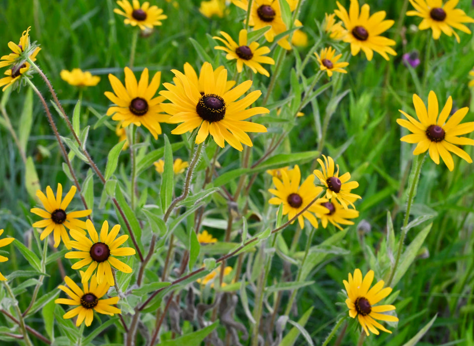 Black-eyed Susan (Rudbeckia hirta)