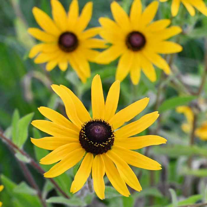 Black-eyed Susan (Rudbeckia hirta)