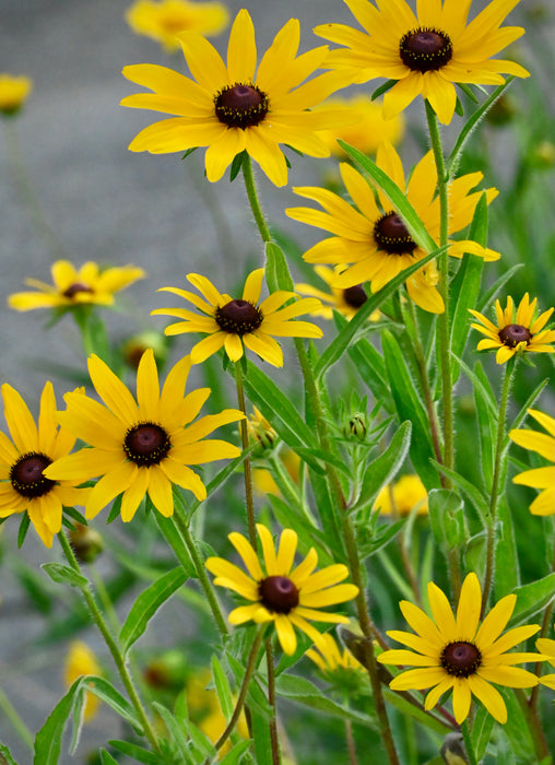 Black-eyed Susan (Rudbeckia hirta)