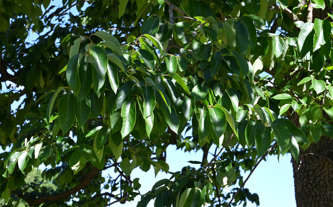American Persimmon (Diospyros virginiana)